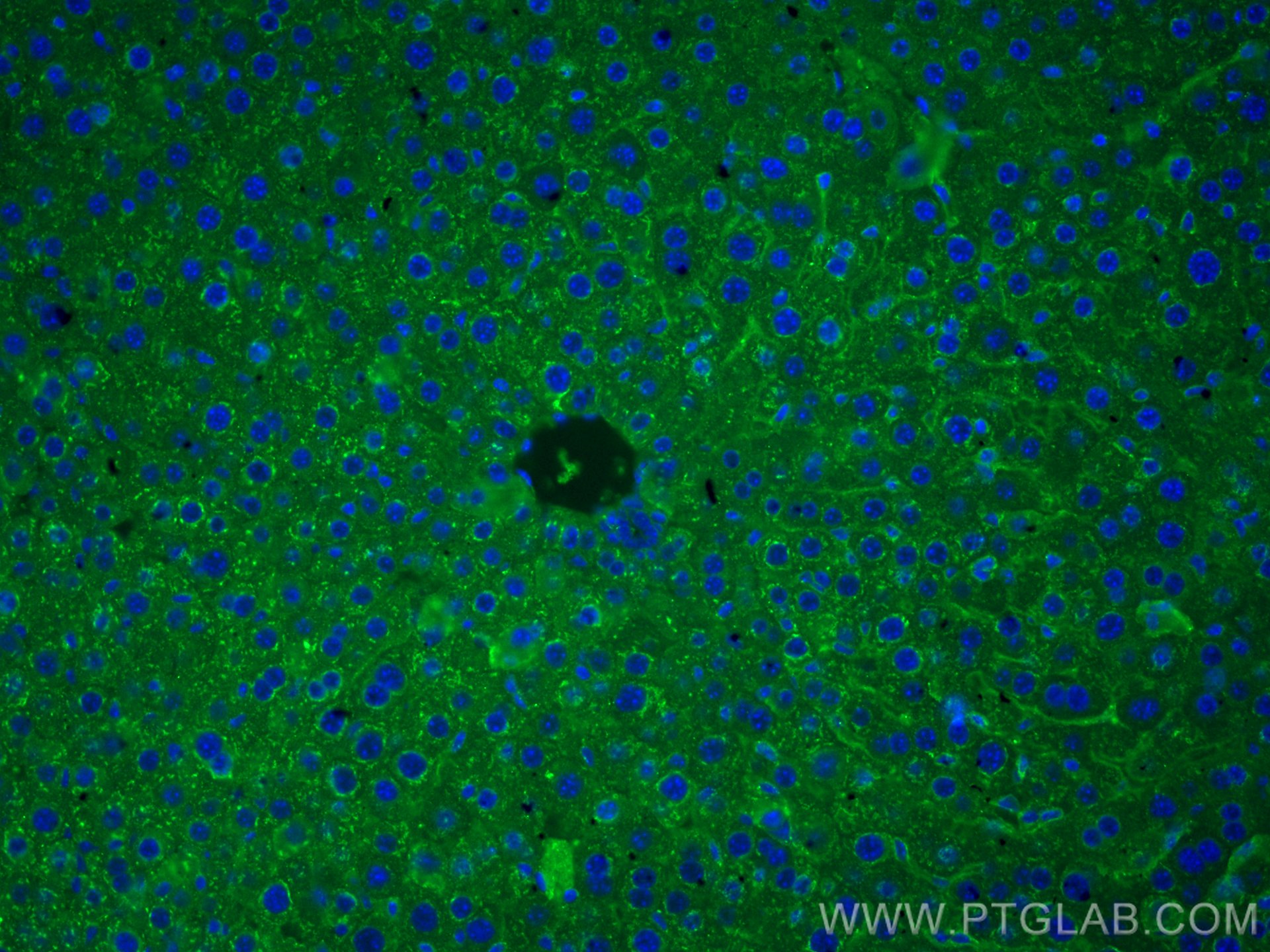 IF Staining of mouse liver using CL488-16475
