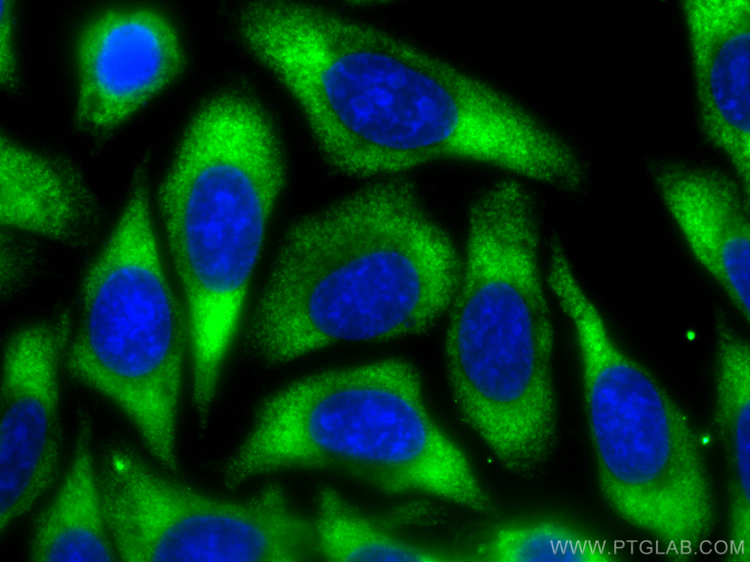 IF Staining of HepG2 using CL488-66051