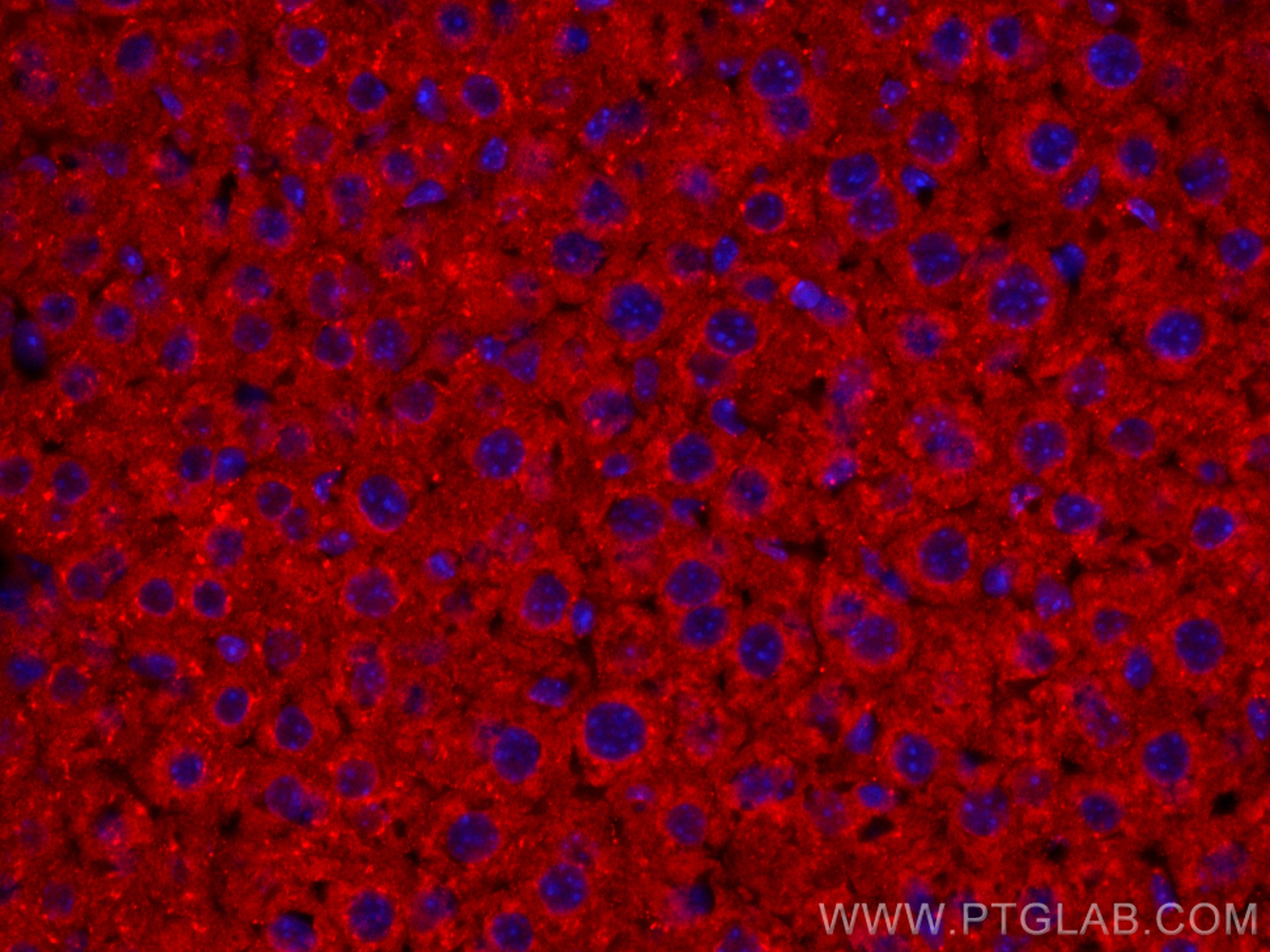 IF Staining of mouse liver using CL594-16475