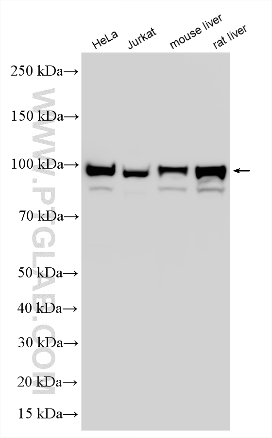 WB analysis using RMX00081 WB analysis using RMX00081