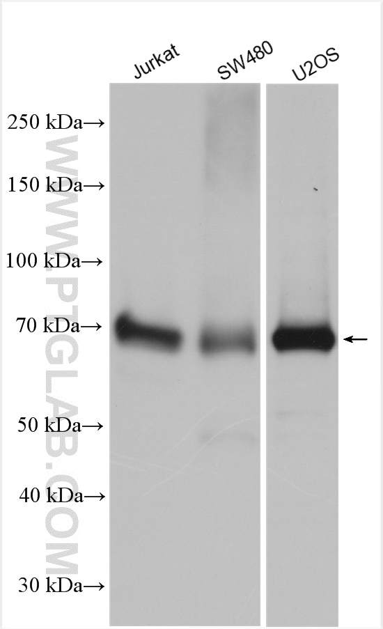 WB analysis using 21011-1-AP