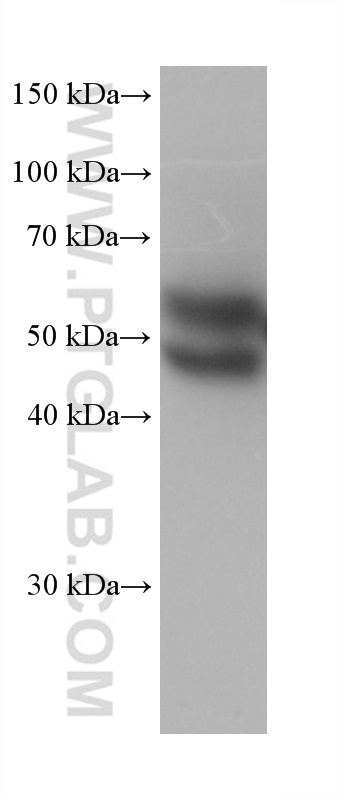 WB analysis of HepG2 using 66135-1-Ig (same clone as 66135-1-PBS)