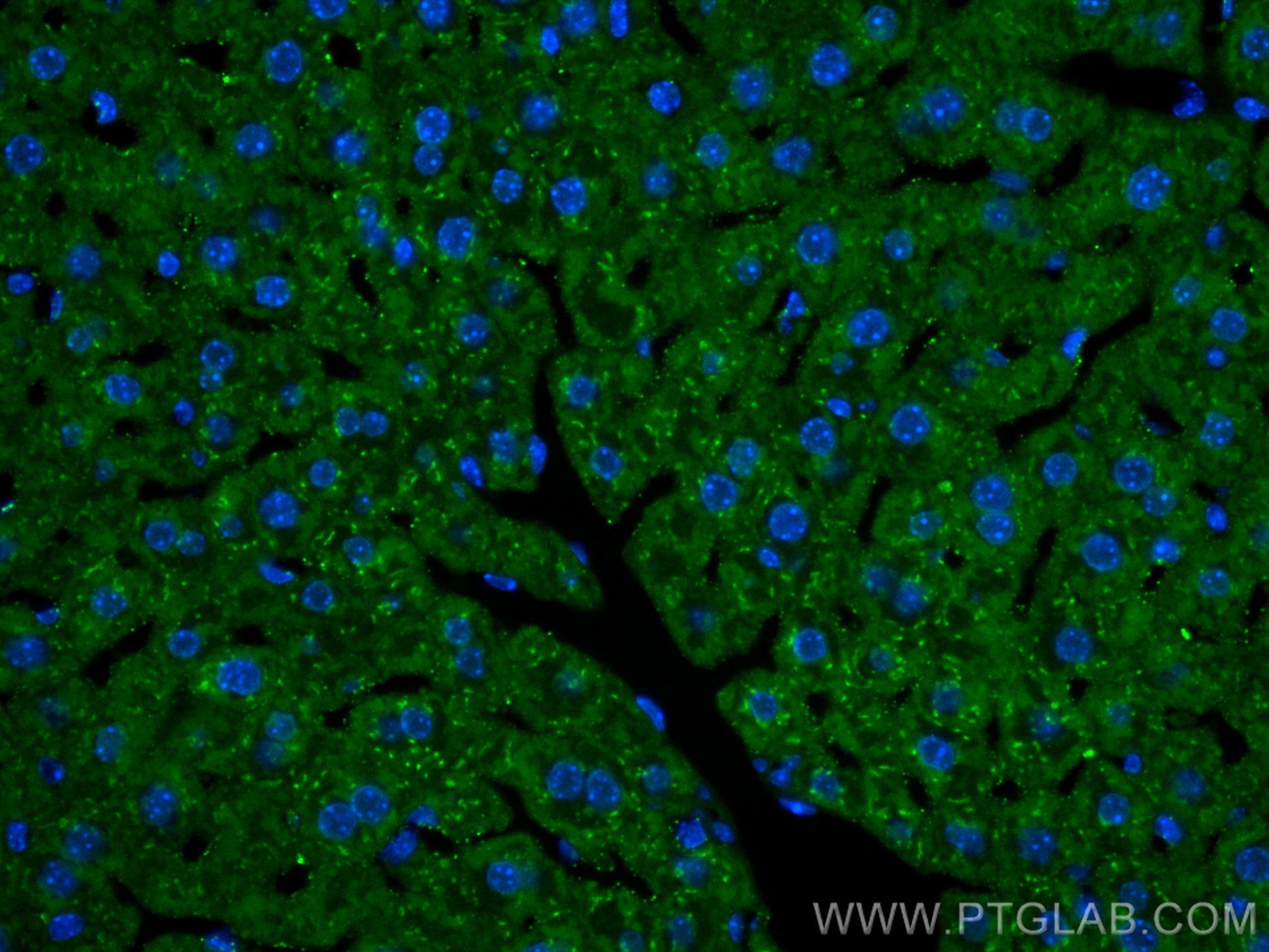 IF Staining of mouse liver using CL488-16382