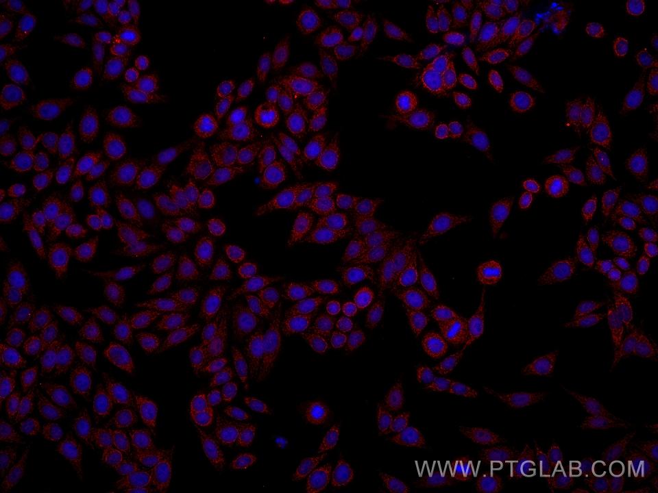 IF Staining of HepG2 using 61038-2-Ig