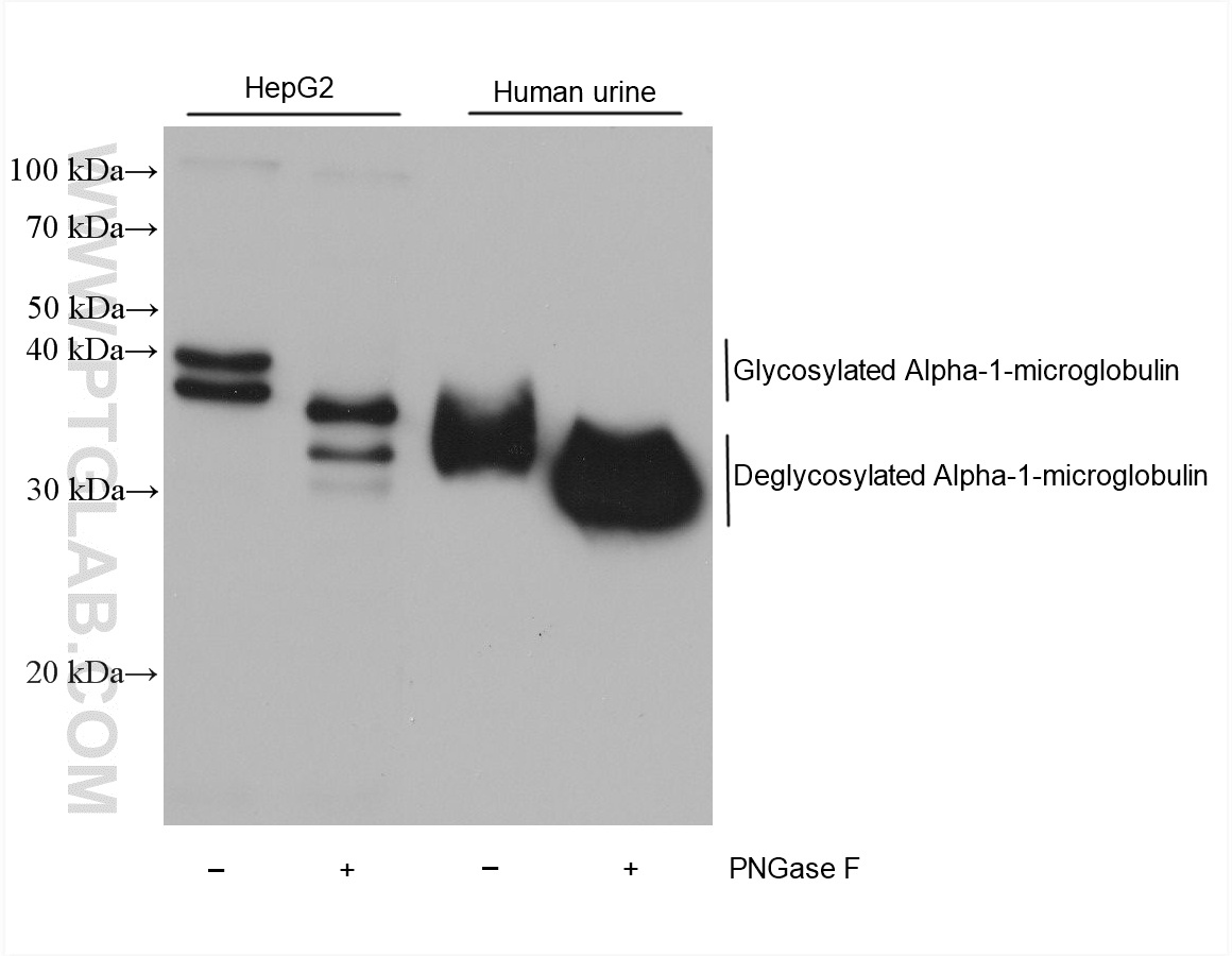 WB analysis using 61038-2-Ig