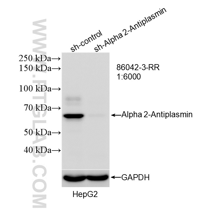 WB analysis of HepG2 using 86042-3-RR