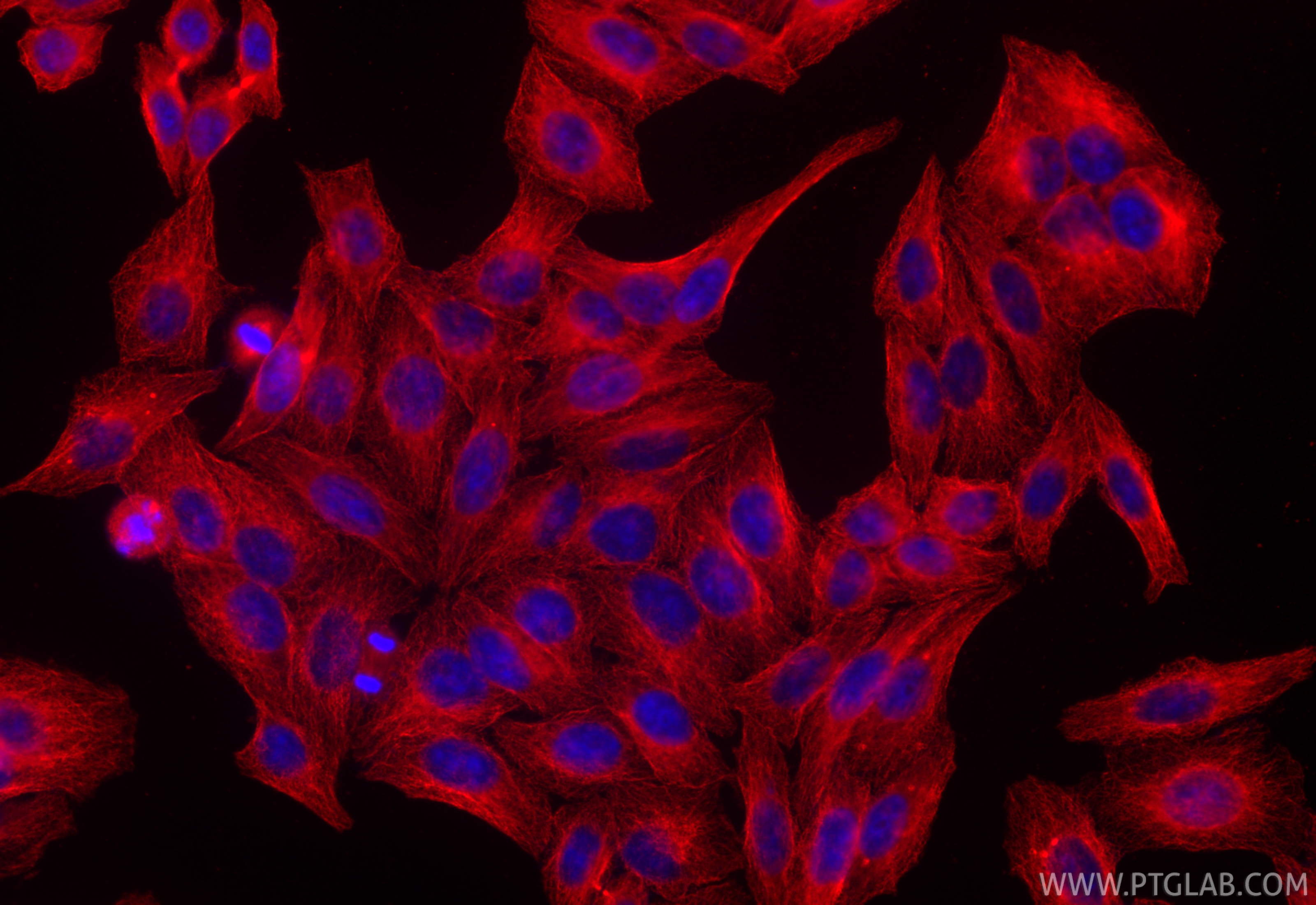 IF Staining of HepG2 using CL594-67308
