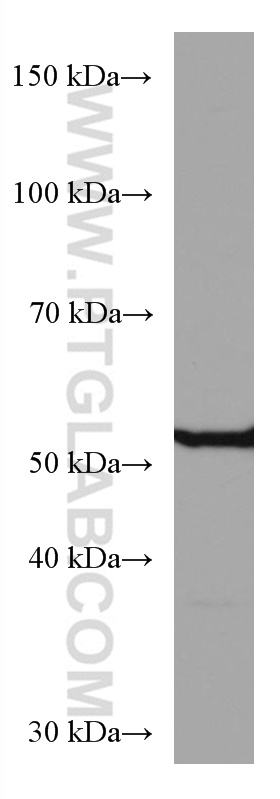 WB analysis of HepG2 using 67308-1-Ig