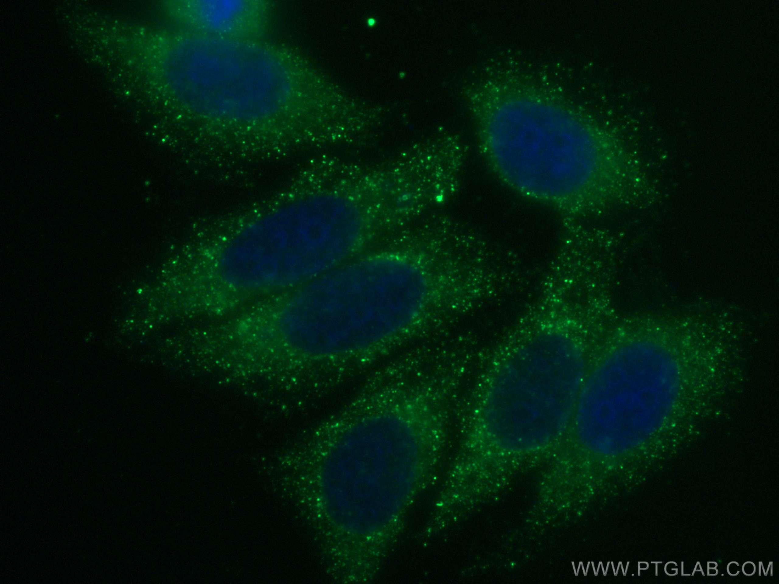 IF Staining of HepG2 using CL488-66126