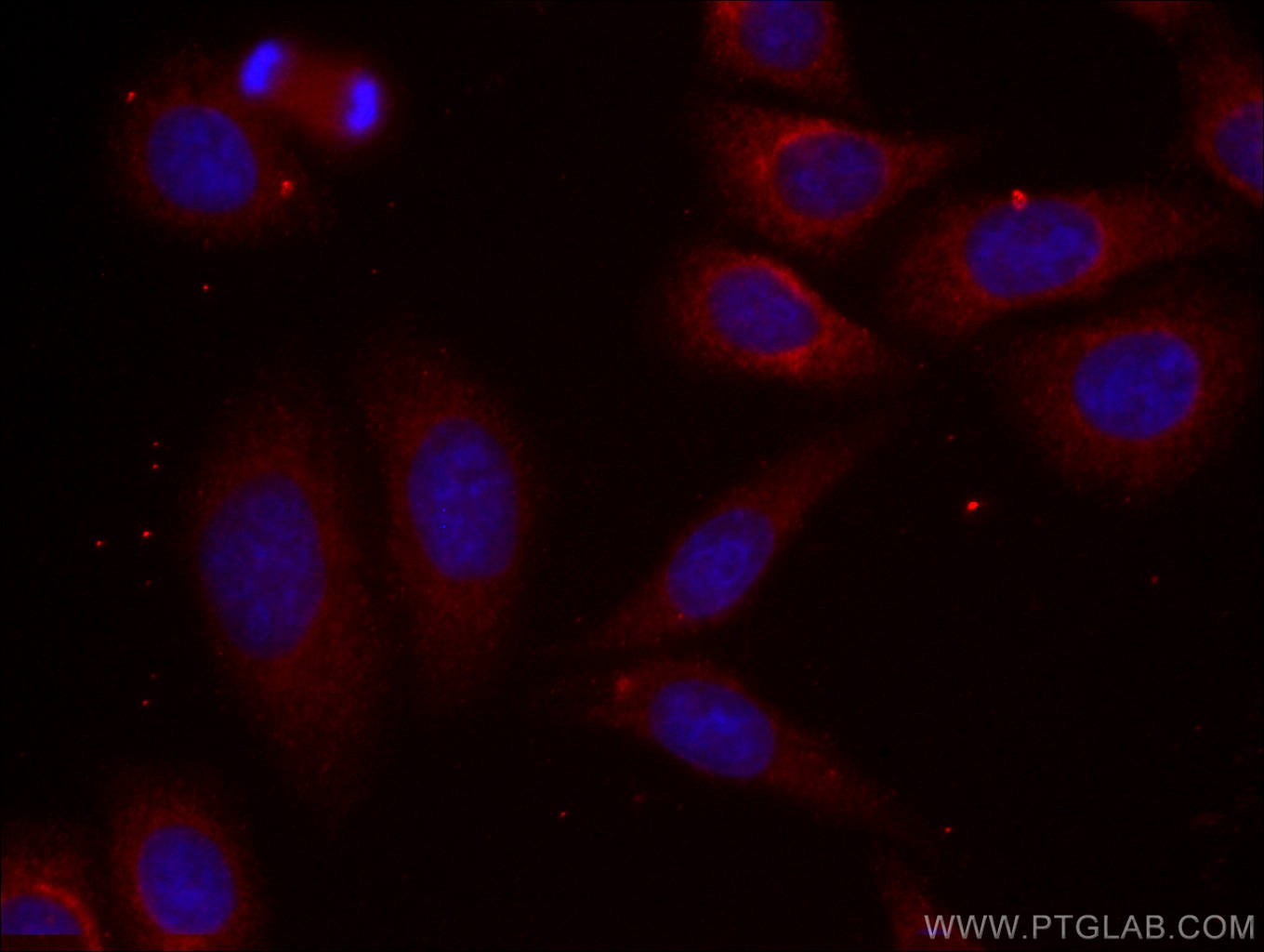 IF Staining of HepG2 using CL594-66126