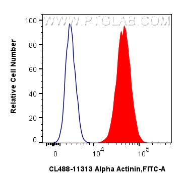 1x10^6 AC16 cells were intracellularly stained with 0.8 ug CoraLite® Plus 488-conjugated Alpha Actinin Polyclonal antibody (CL488-11313)(red), or 0.8 ug Isotype Control (blue). Cells were fixed and permeabilized with Intracellular Flow Cytometry Fixation & Permeabilization Buffer Kit (<a class='green' href='/productredirect?CatalogNo=PF00019' target='_blank'>PF00019</a>). FC experiment of AC16 using CL488-11313