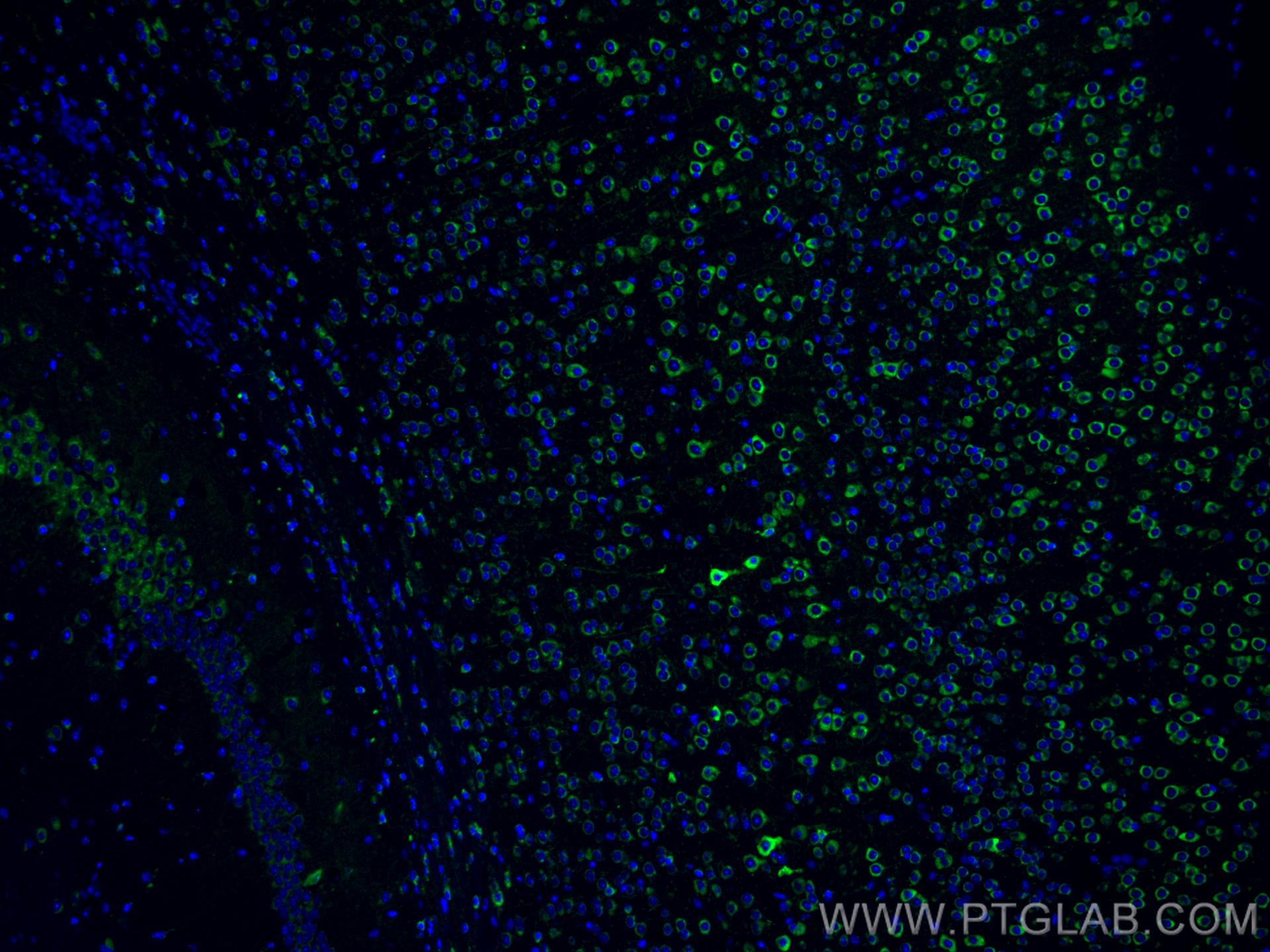 IF Staining of mouse brain using CL488-67323