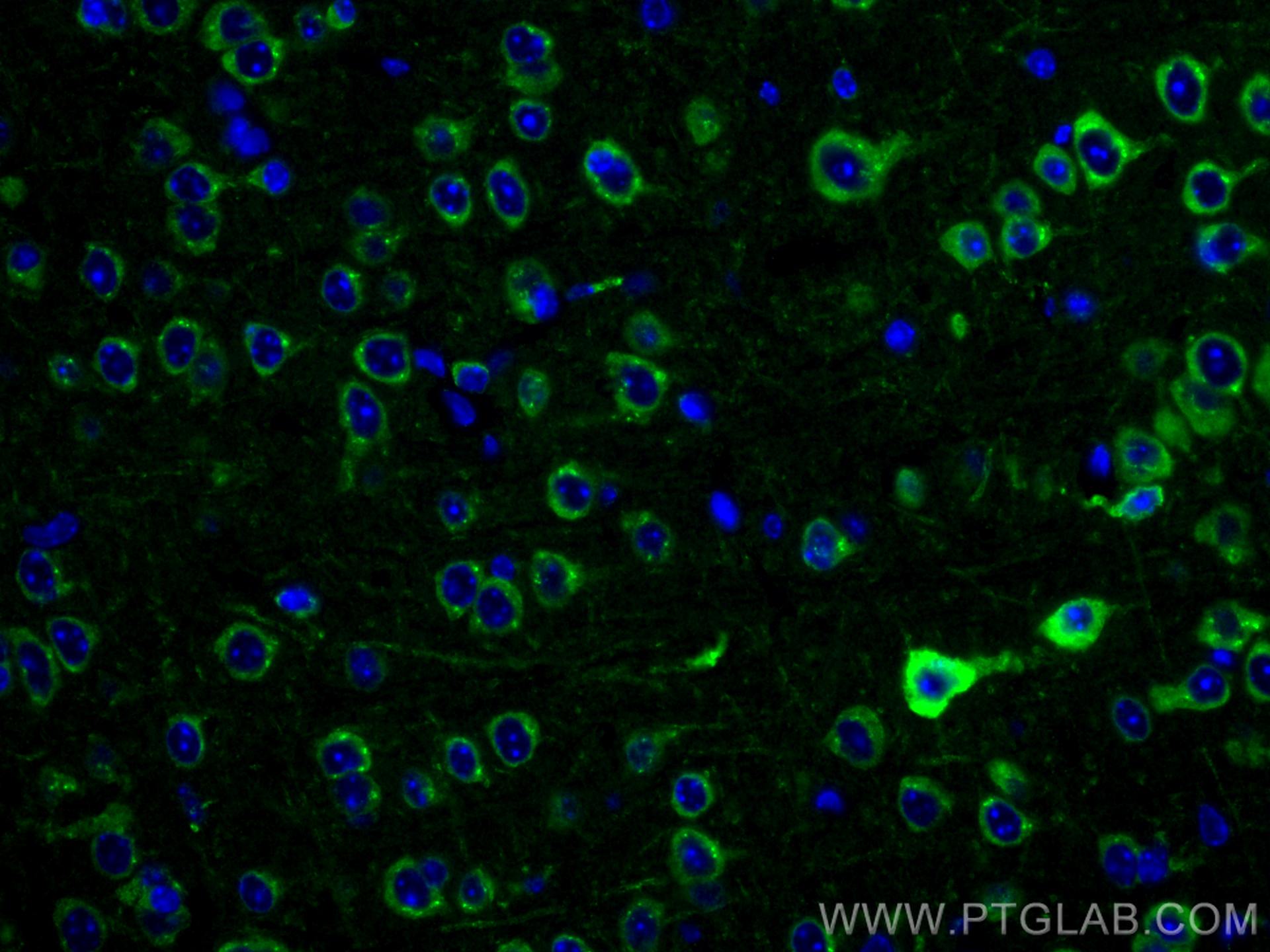 IF Staining of mouse brain using CL488-67323