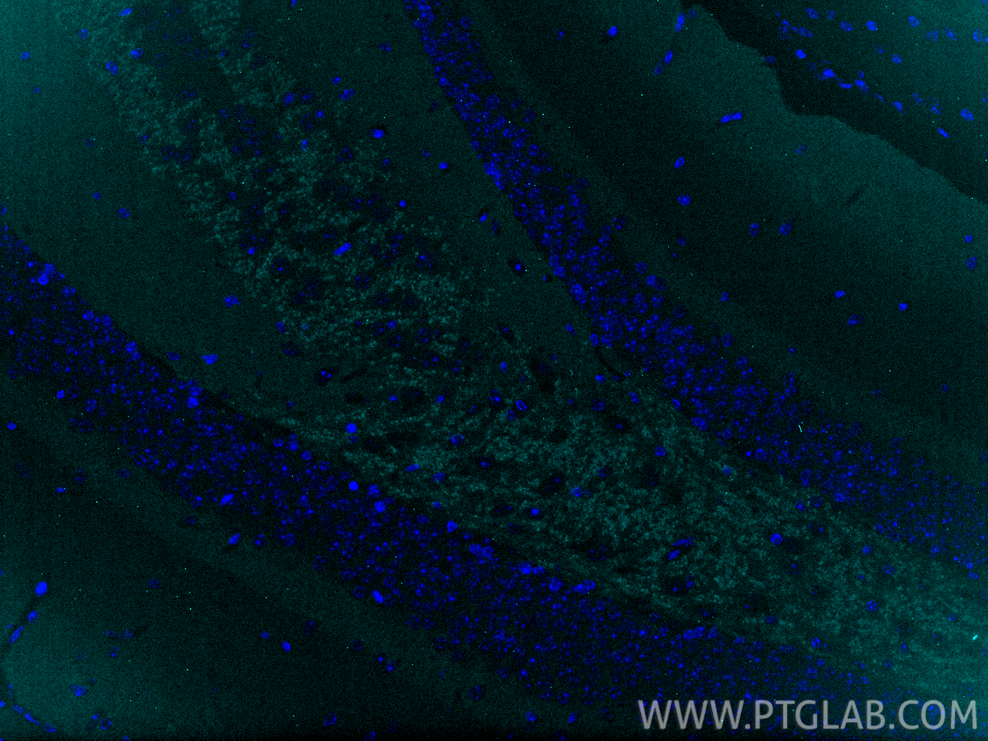 IF Staining of mouse brain using CL750-10842 IF Staining of mouse brain using CL750-10842