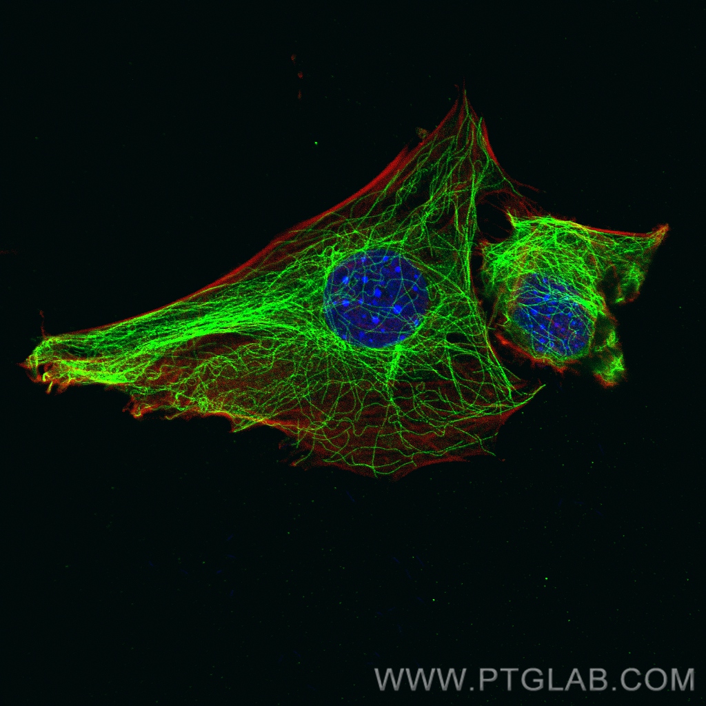 Alpha Tubulin