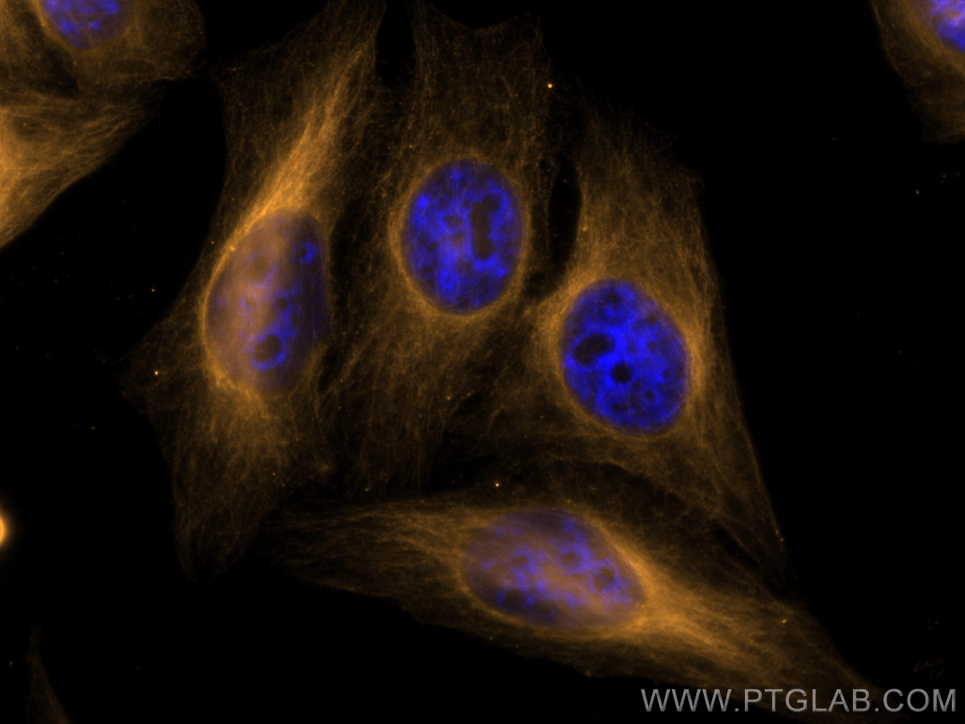 IF Staining of HepG2 using CL555-66031