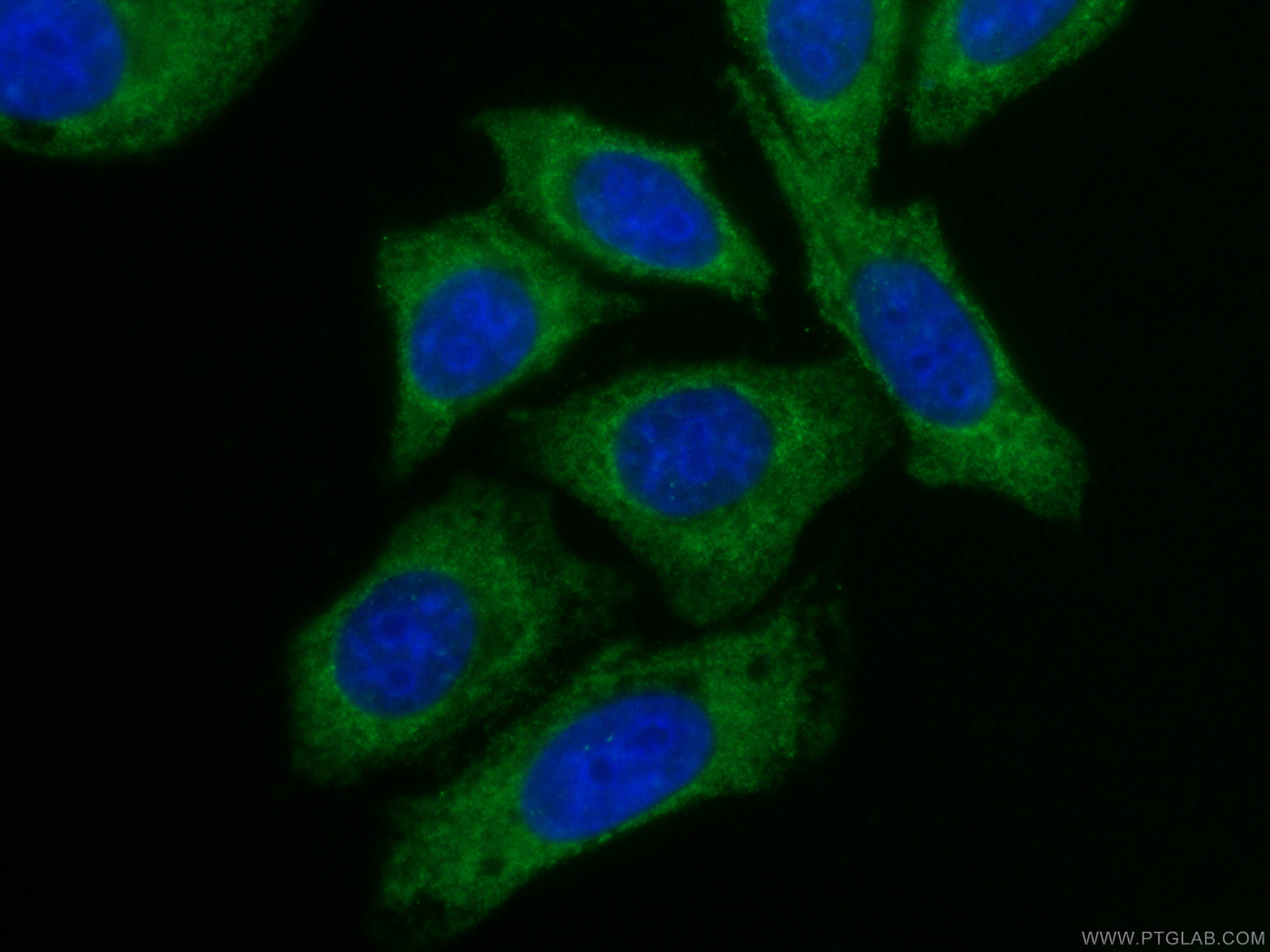 IF Staining of HepG2 using CL488-66121
