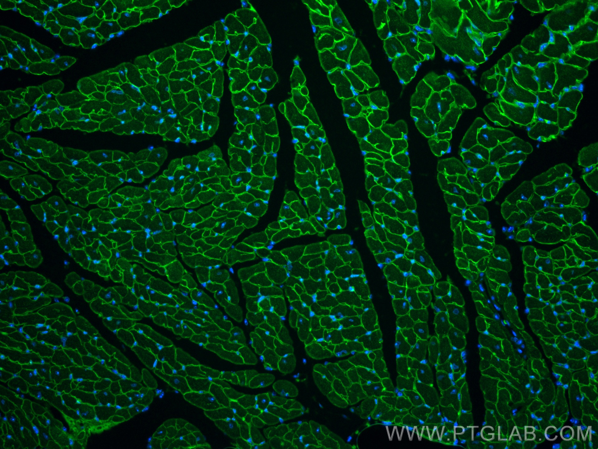 IF Staining of mouse heart using 67078-1-Ig