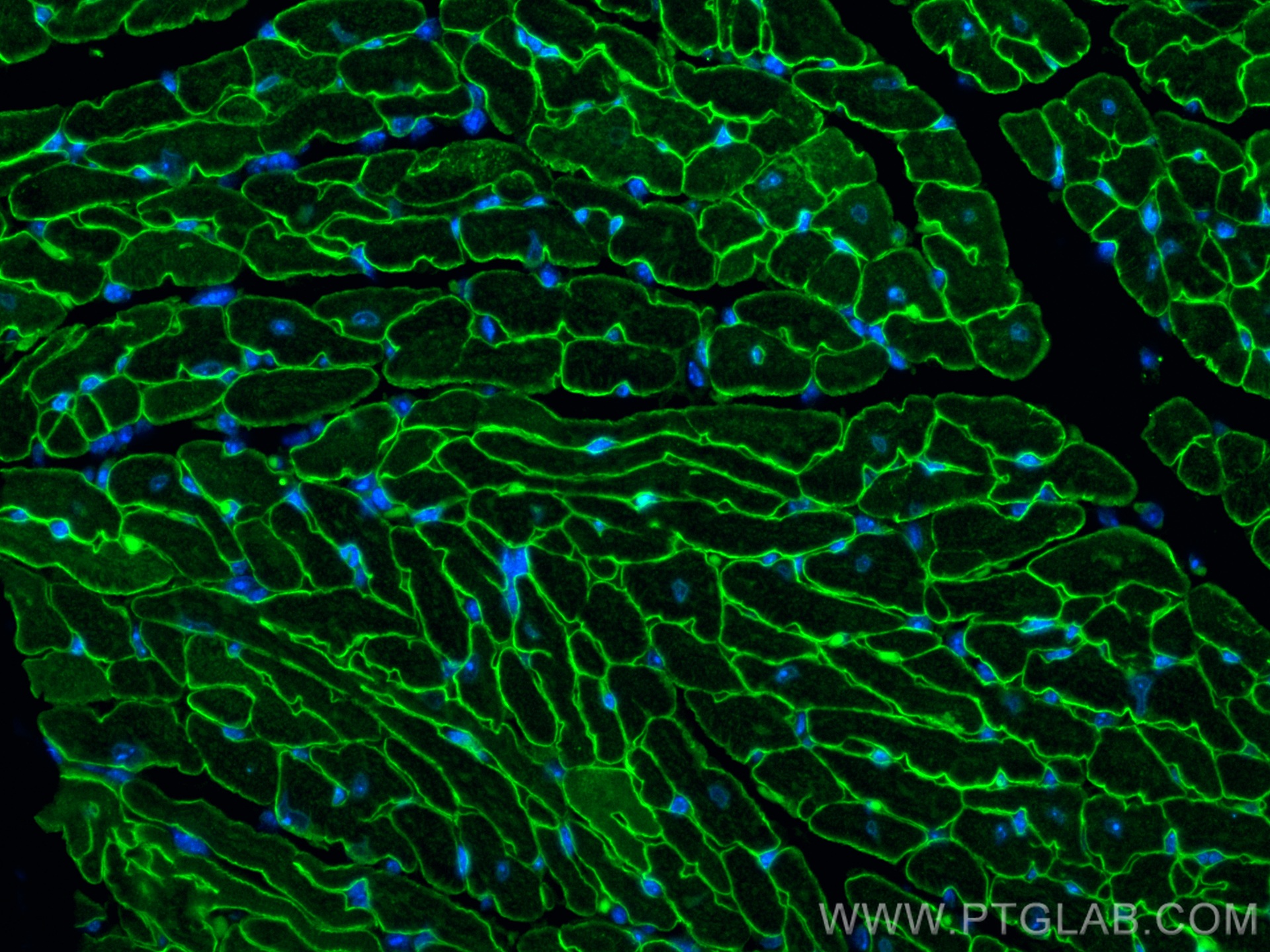 IF Staining of mouse heart using 67078-1-Ig