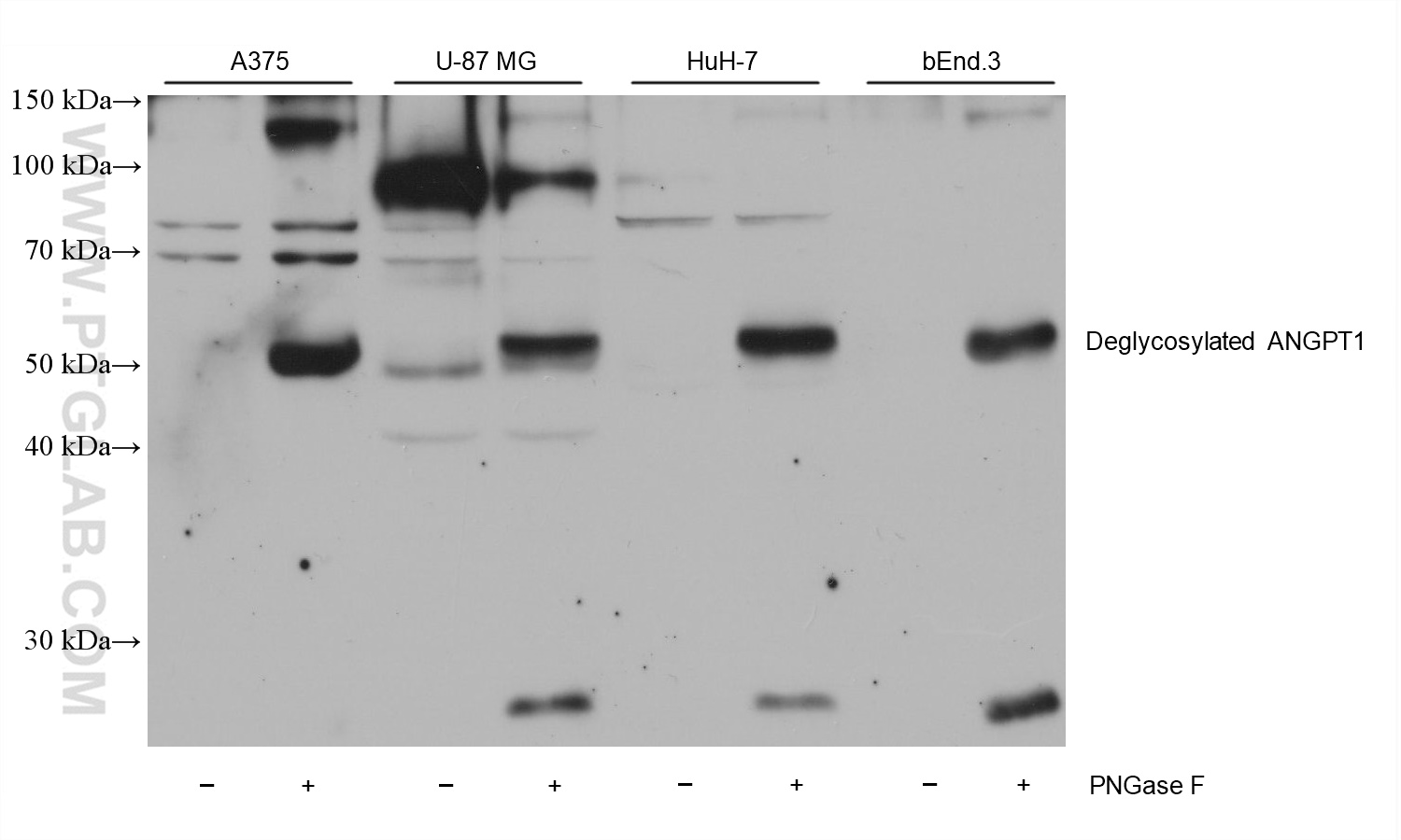 WB analysis using 68618-1-Ig