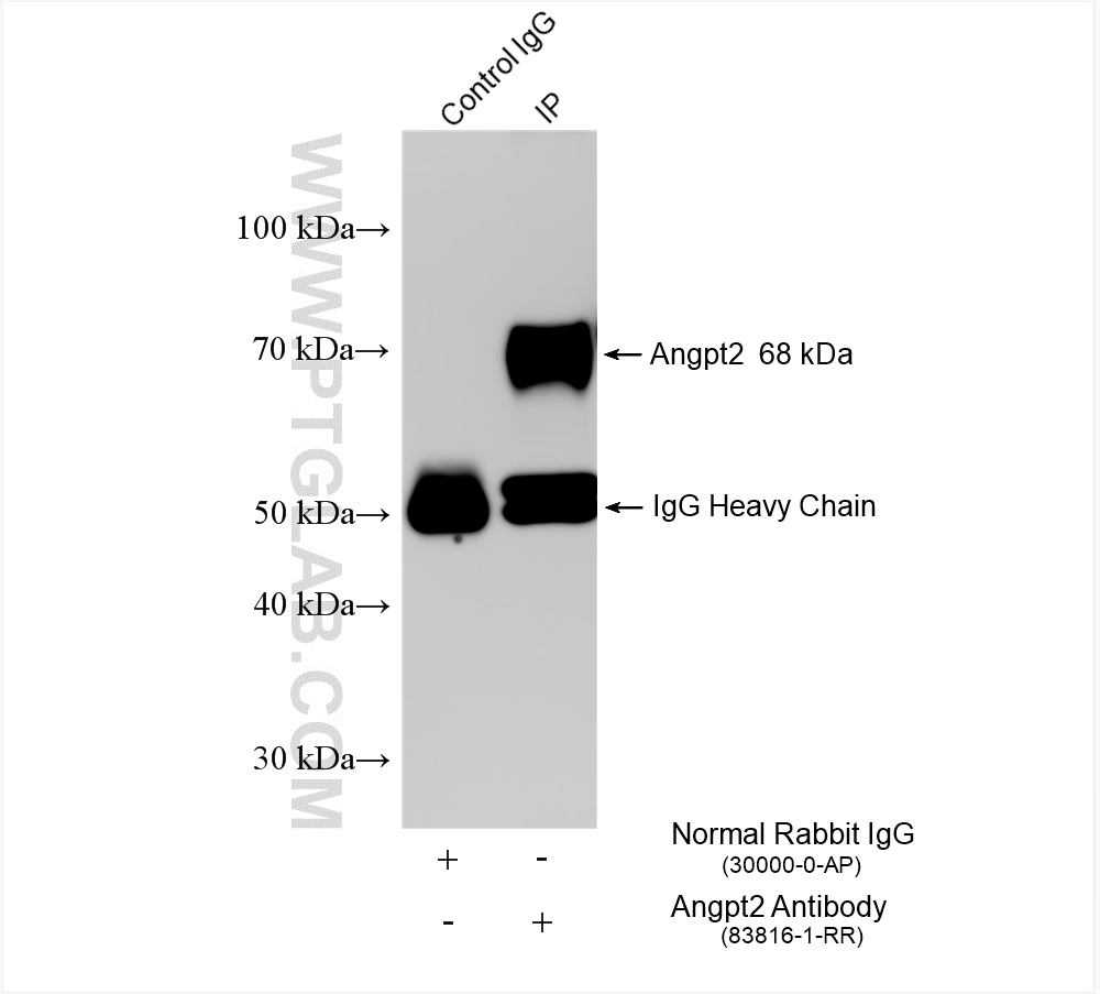 IP experiment of mouse lung using 83816-1-RR