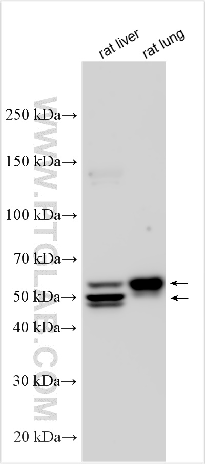 WB analysis using 32895-1-AP