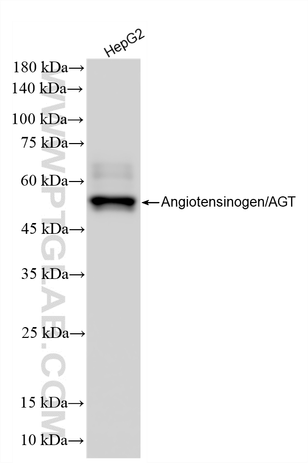HepG2 cells were subjected to SDS PAGE followed by western blot with <a class='green' href='/productredirect?CatalogNo=86729-1-RR' target='_blank'>86729-1-RR</a> (Angiotensinogen/AGT antibody) at dilution of 1:10000 incubated at room temperature for 1.5 hours. This data was developed using the same antibody clone with 86729-1-PBS in a different storage buffer formulation. WB analysis of HepG2 using 86729-1-RR (same clone as 86729-1-PBS)