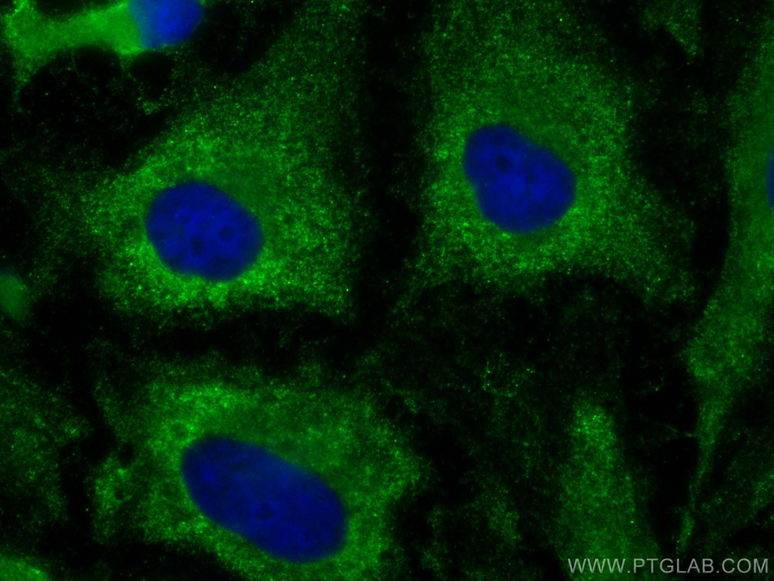 IF Staining of HeLa using CL488-23972