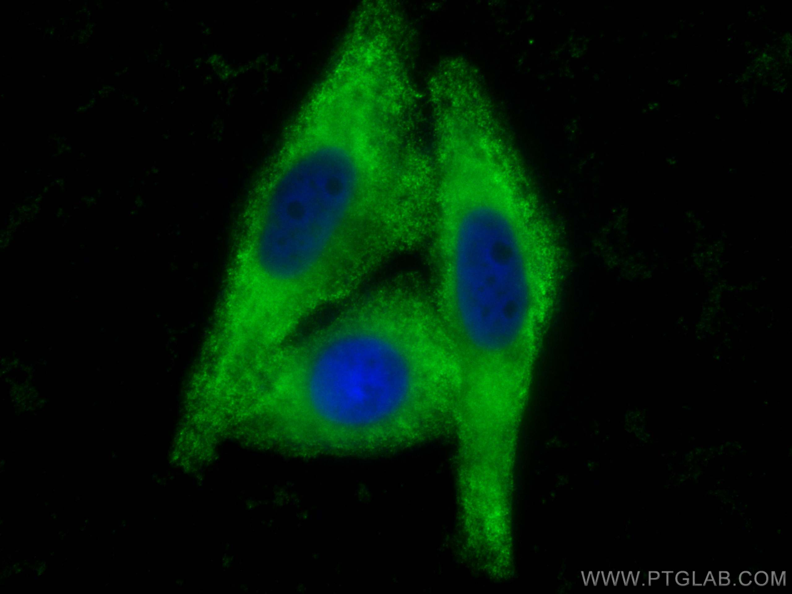 IF Staining of HepG2 using CL488-23972