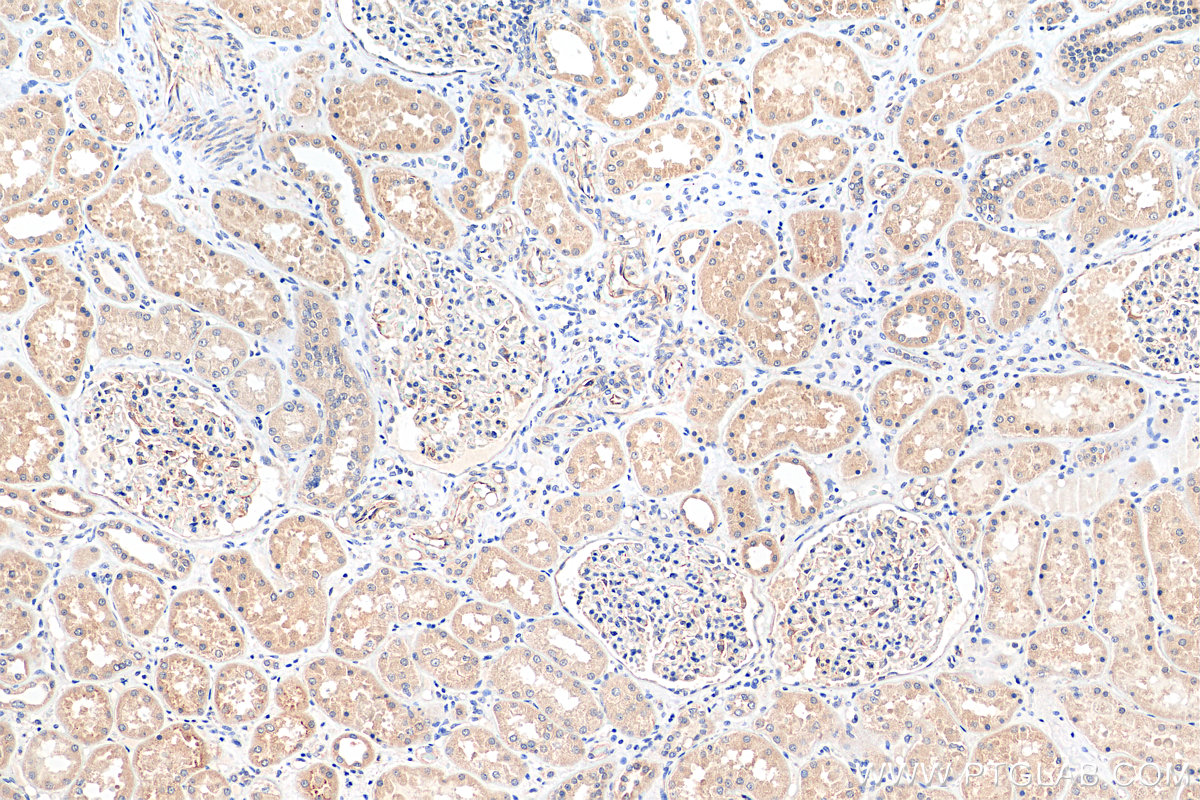 IHC staining of human kidney using 51109-1-AP