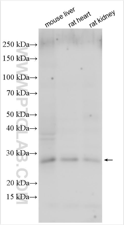 WB analysis using 51109-1-AP
