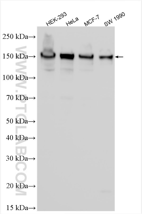 WB analysis using 34707-1-AP