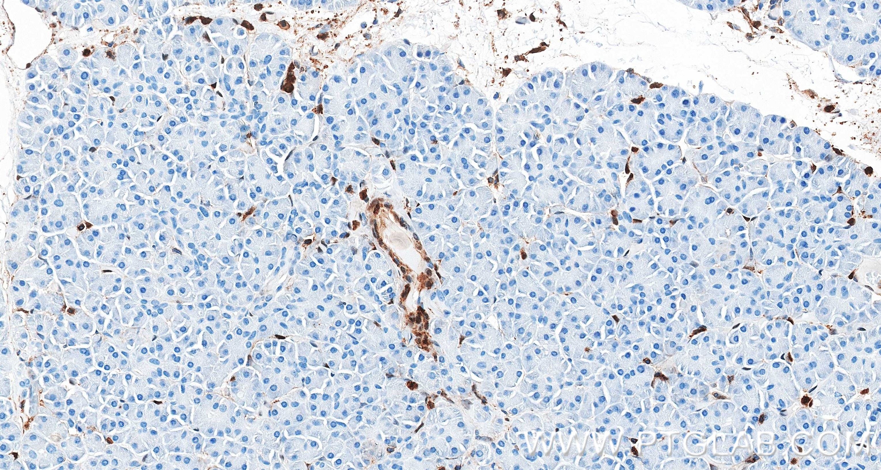 IHC staining of human pancreas using 87316-3-RR