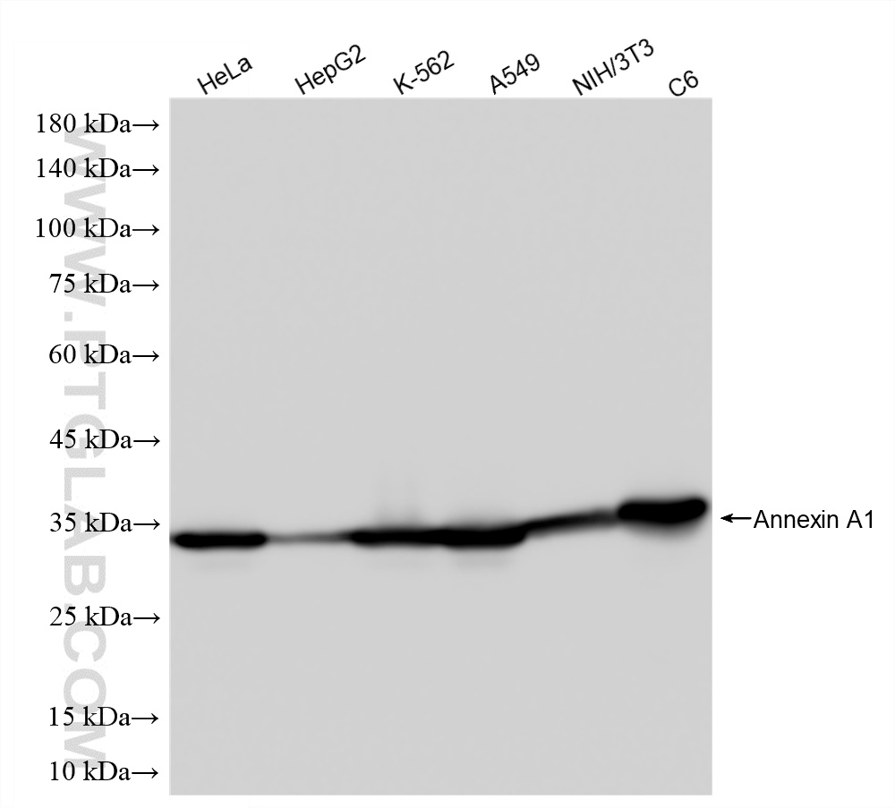 WB analysis using 87316-3-RR