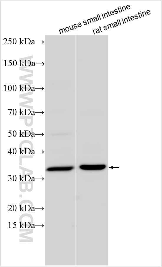WB analysis using 25153-1-AP