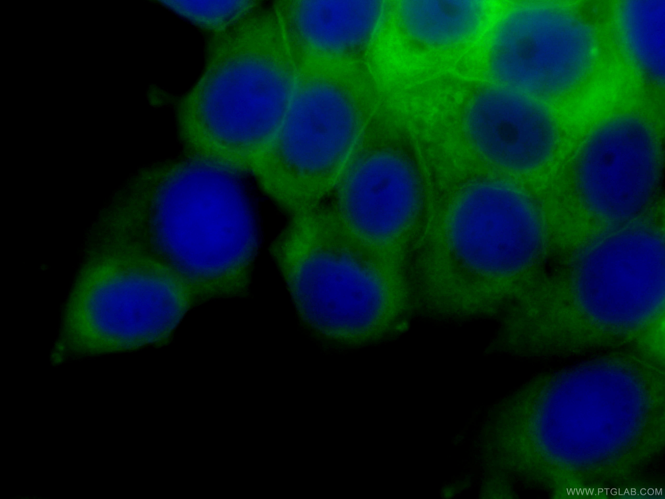 IF Staining of MCF-7 using CL488-60051