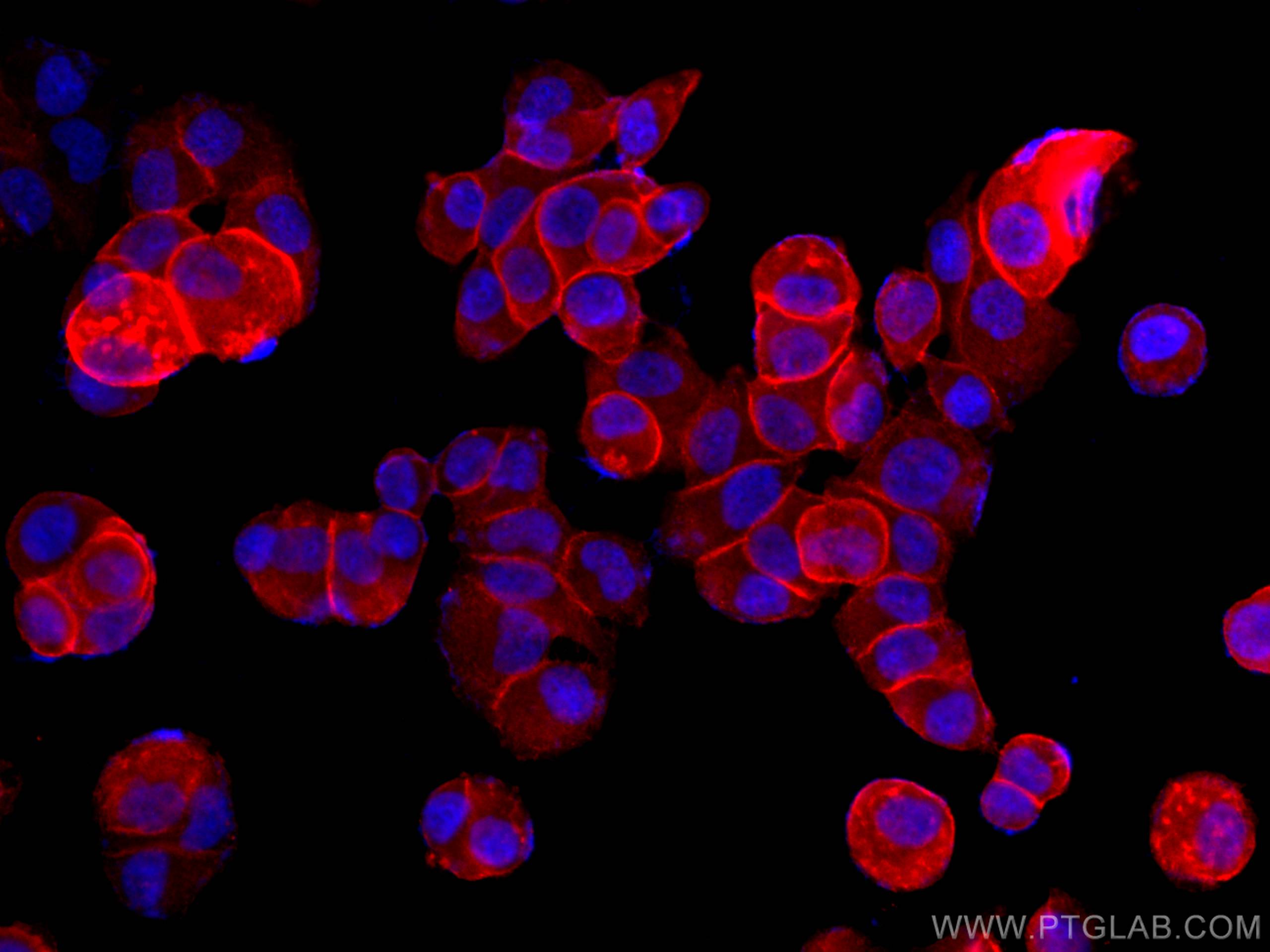 IF Staining of T-47D using CL594-66035