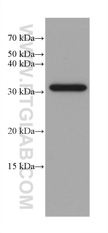 WB analysis of Caco-2 using 66405-1-Ig