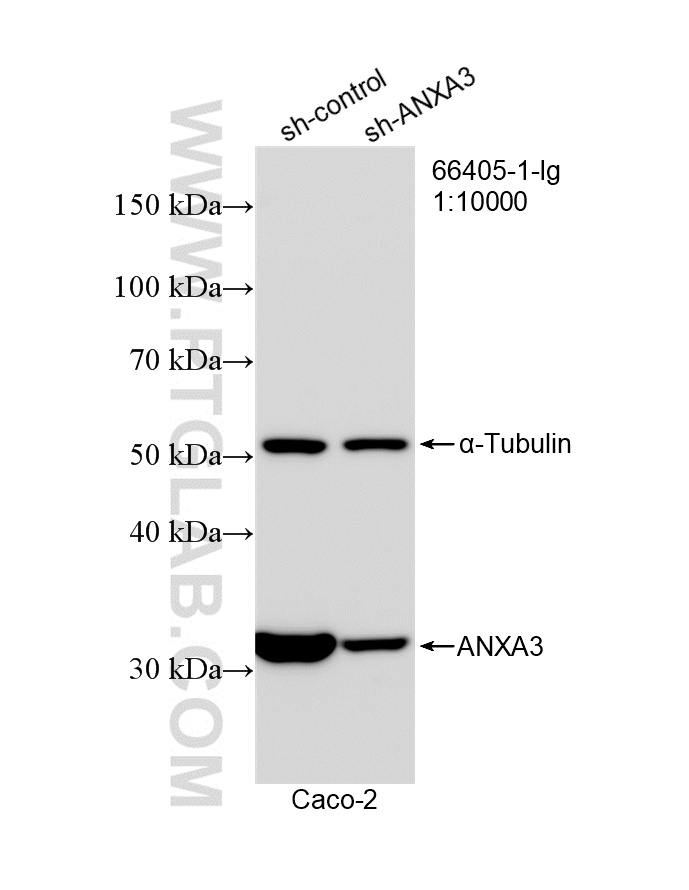 WB analysis of Caco-2 using 66405-1-Ig