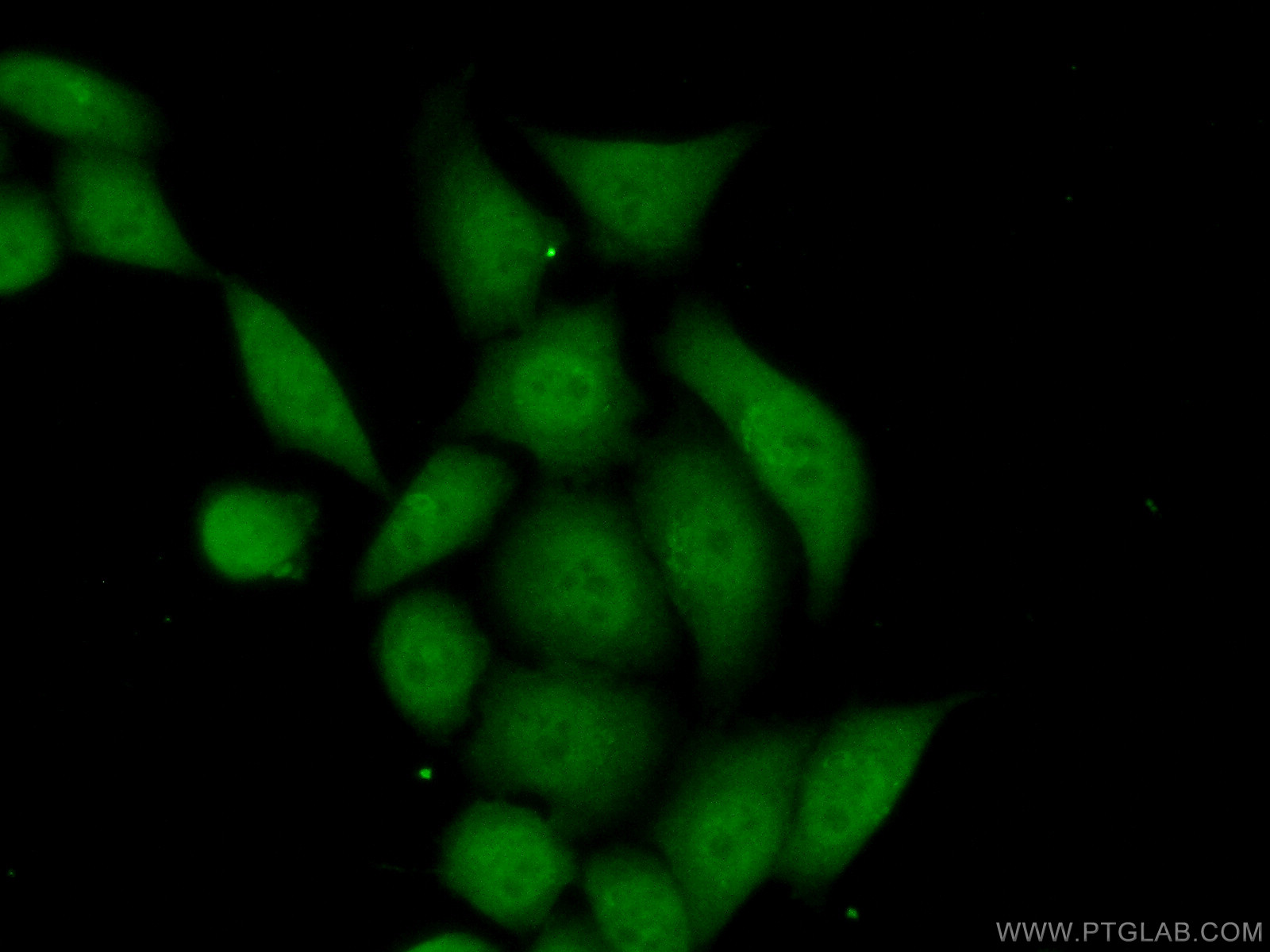 IF Staining of HeLa using 60288-2-Ig (same clone as 60288-2-PBS)