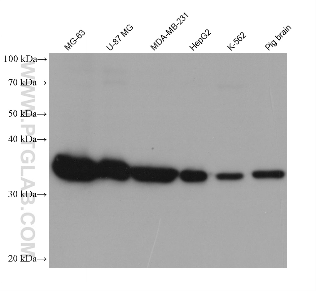 WB analysis using 66245-1-Ig
