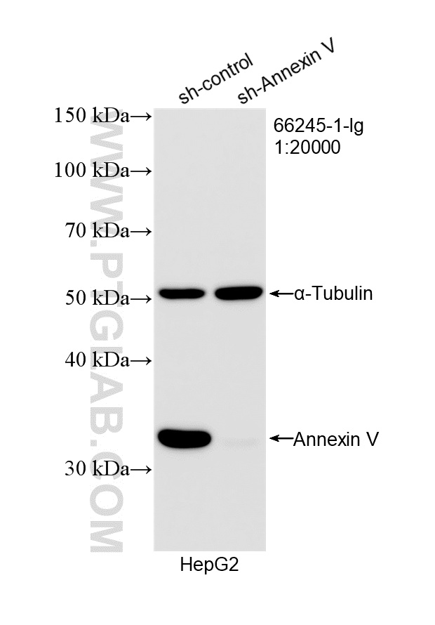 WB analysis of HepG2 using 66245-1-Ig