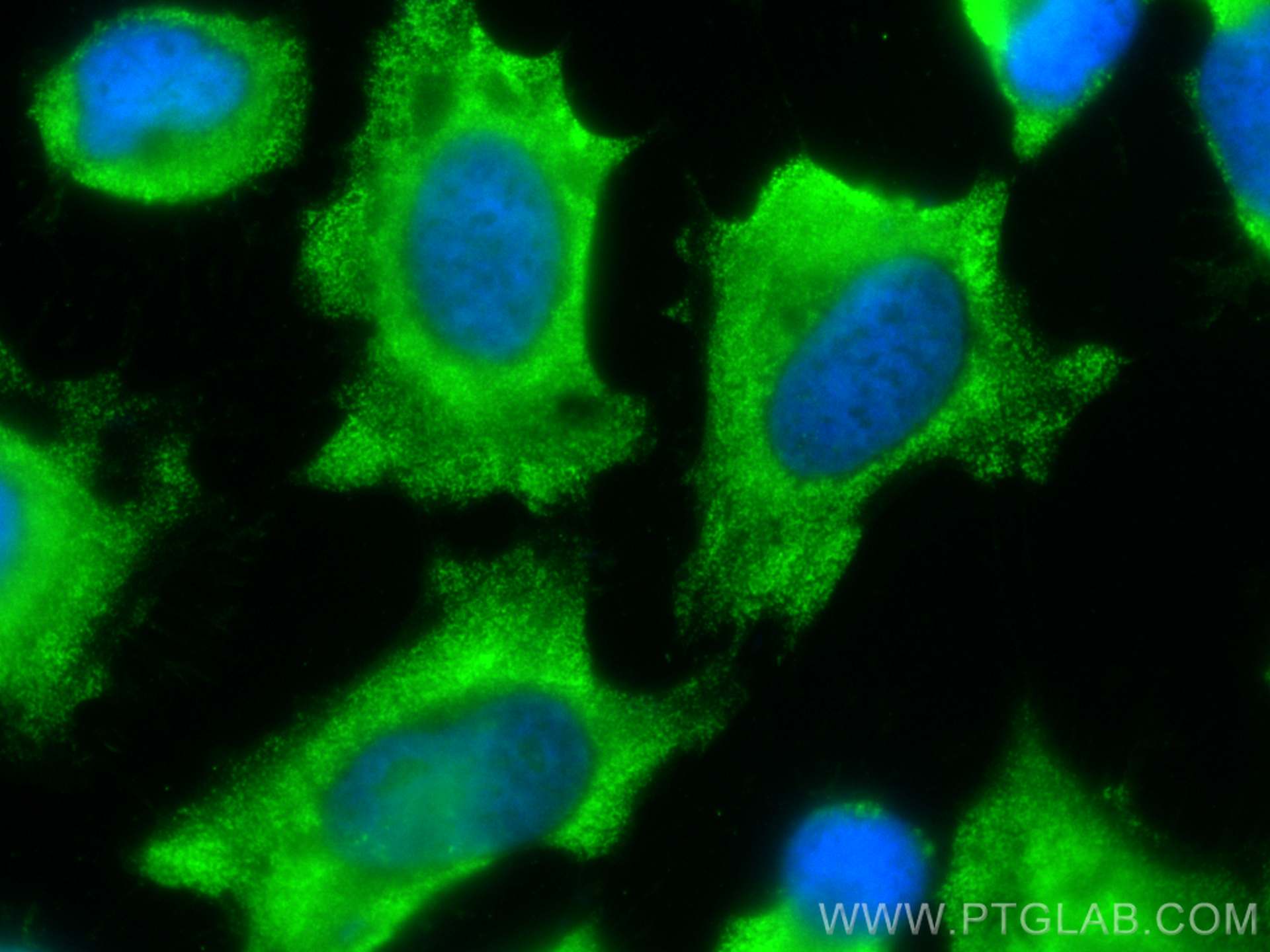 IF Staining of HeLa using CL488-66245