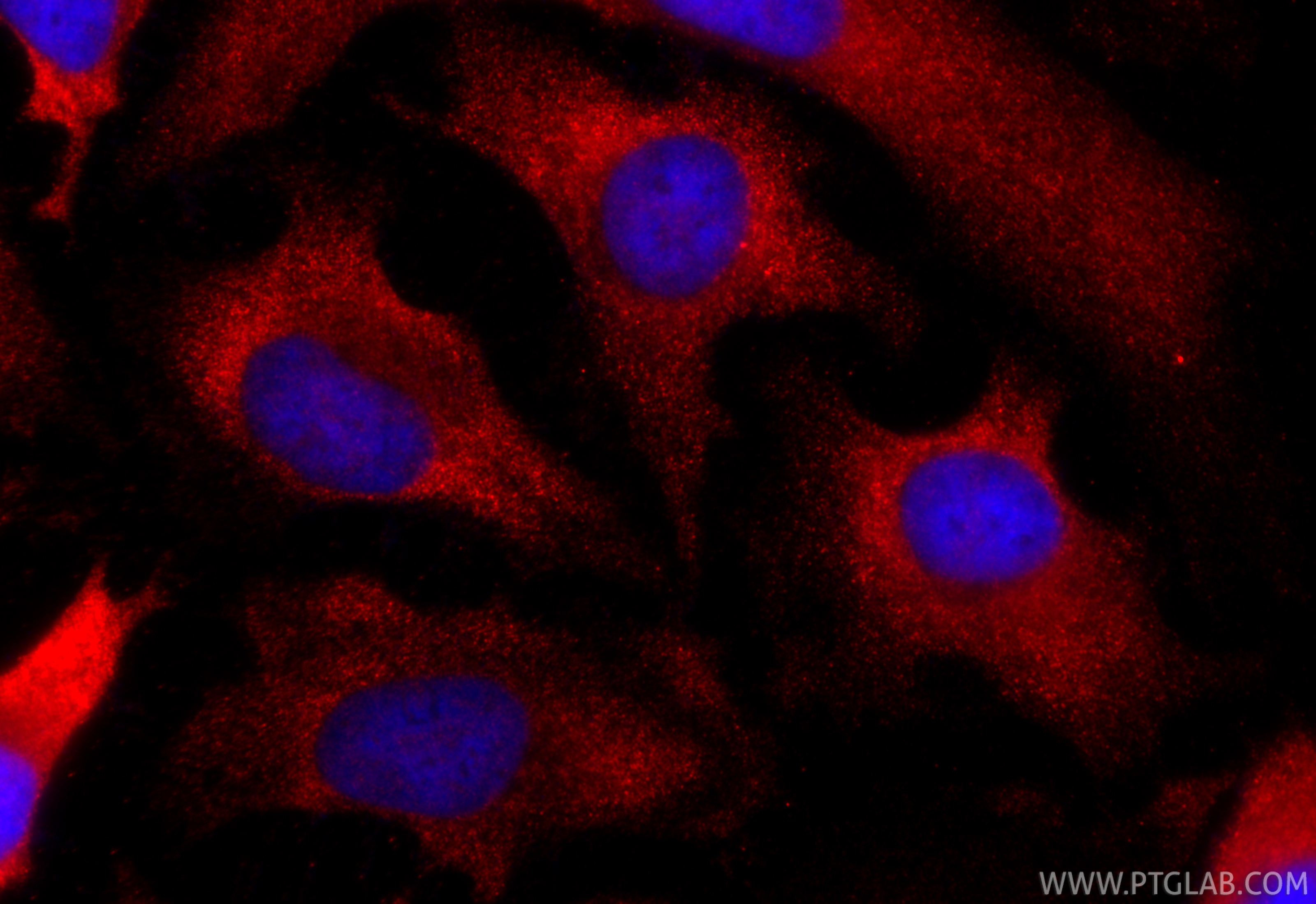 Immunofluorescent analysis of (-20°C Ethanol) fixed HeLa cells using CoraLite®594 Annexin V antibody (CL594-66245, Clone: 1E6A8 ) at dilution of 1:200. IF Staining of HeLa using CL594-66245