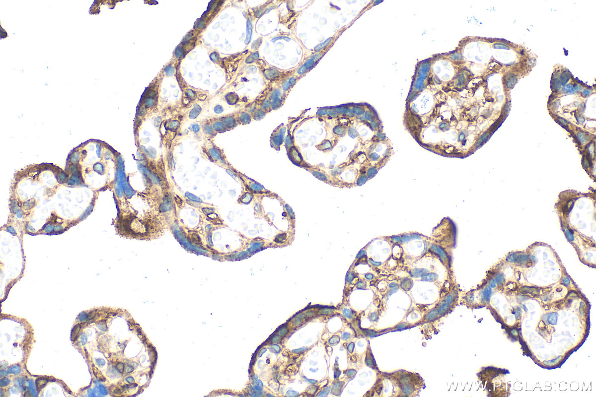 IHC staining of human placenta using RMX00072