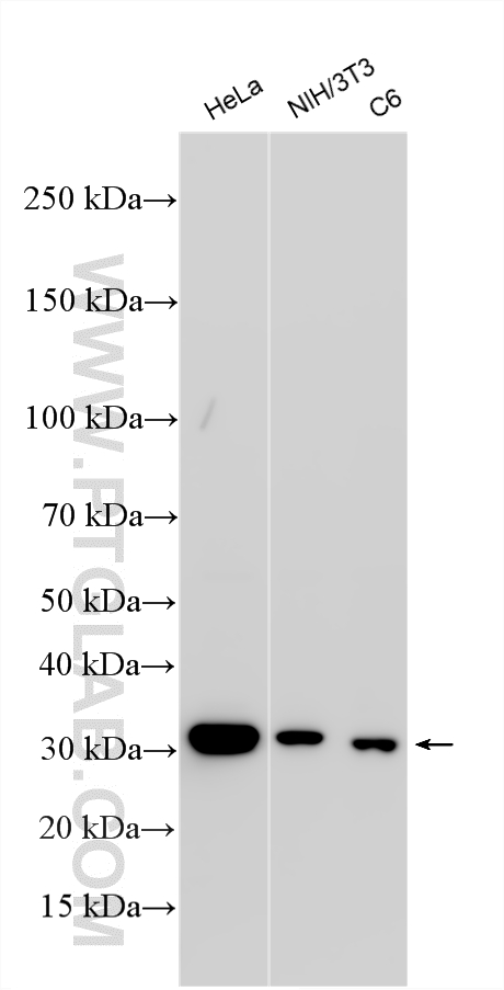 WB analysis using RMX00072