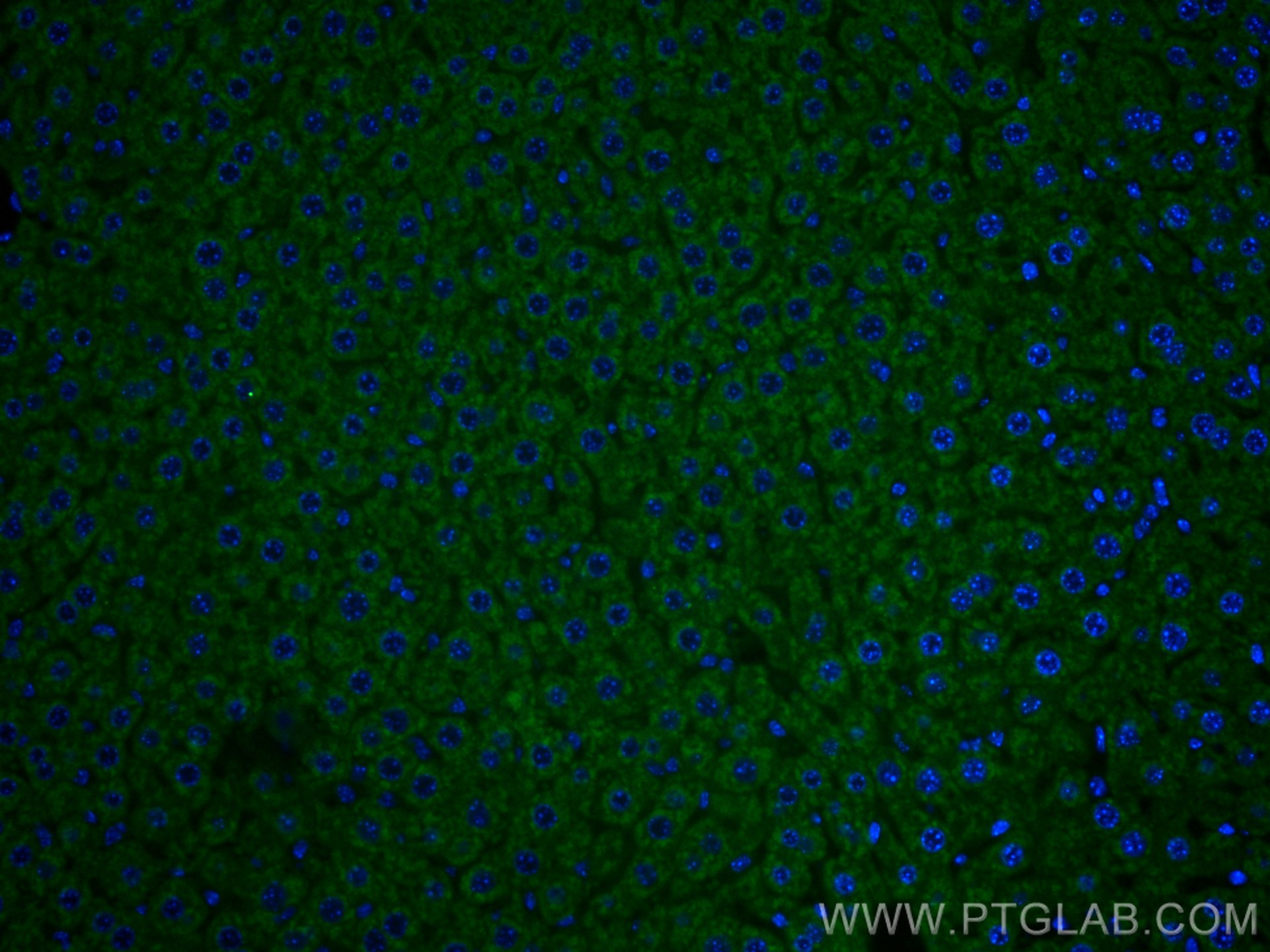 IF Staining of mouse liver using CL488-14427