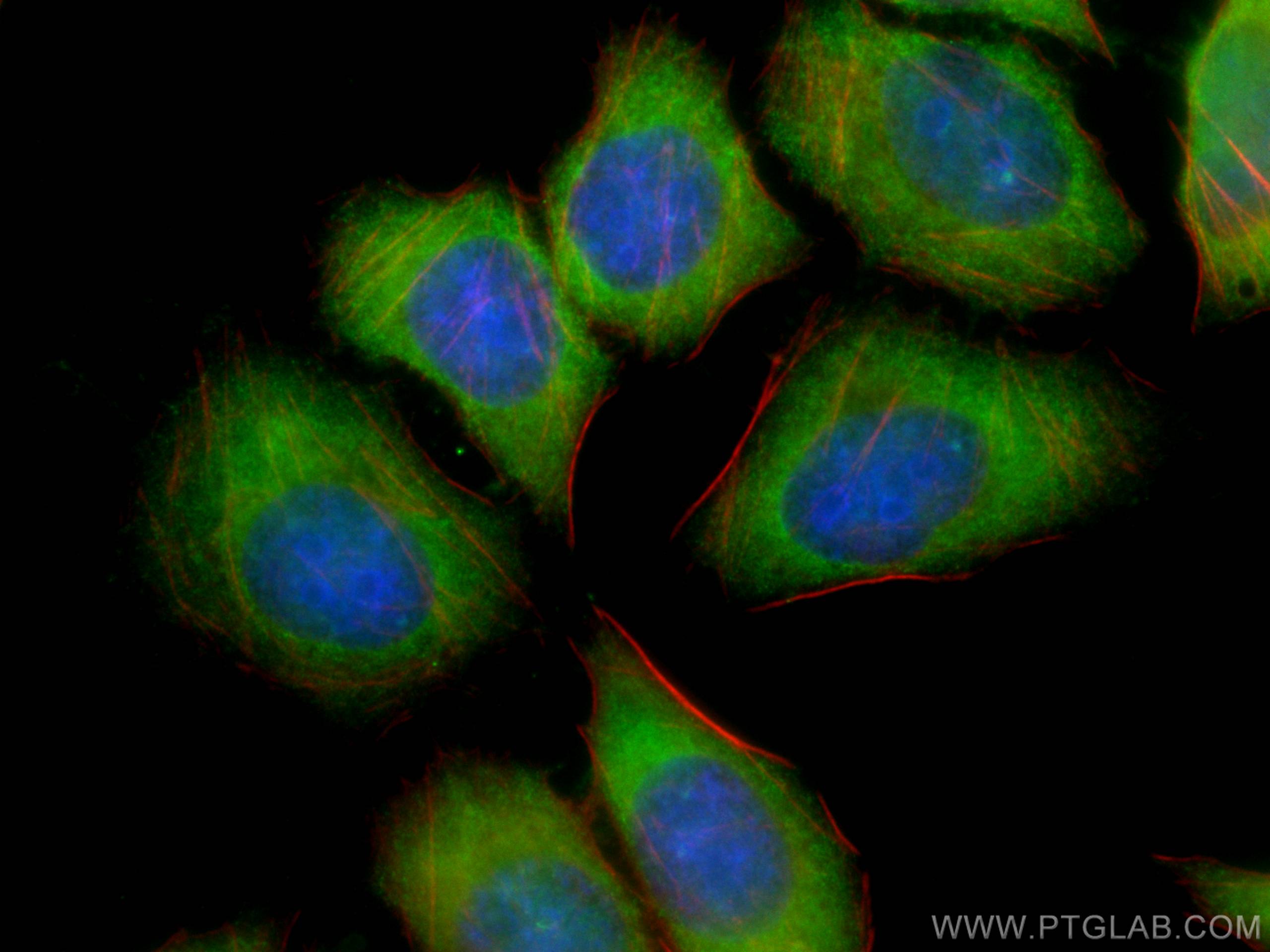 IF Staining of L02 using CL488-66206