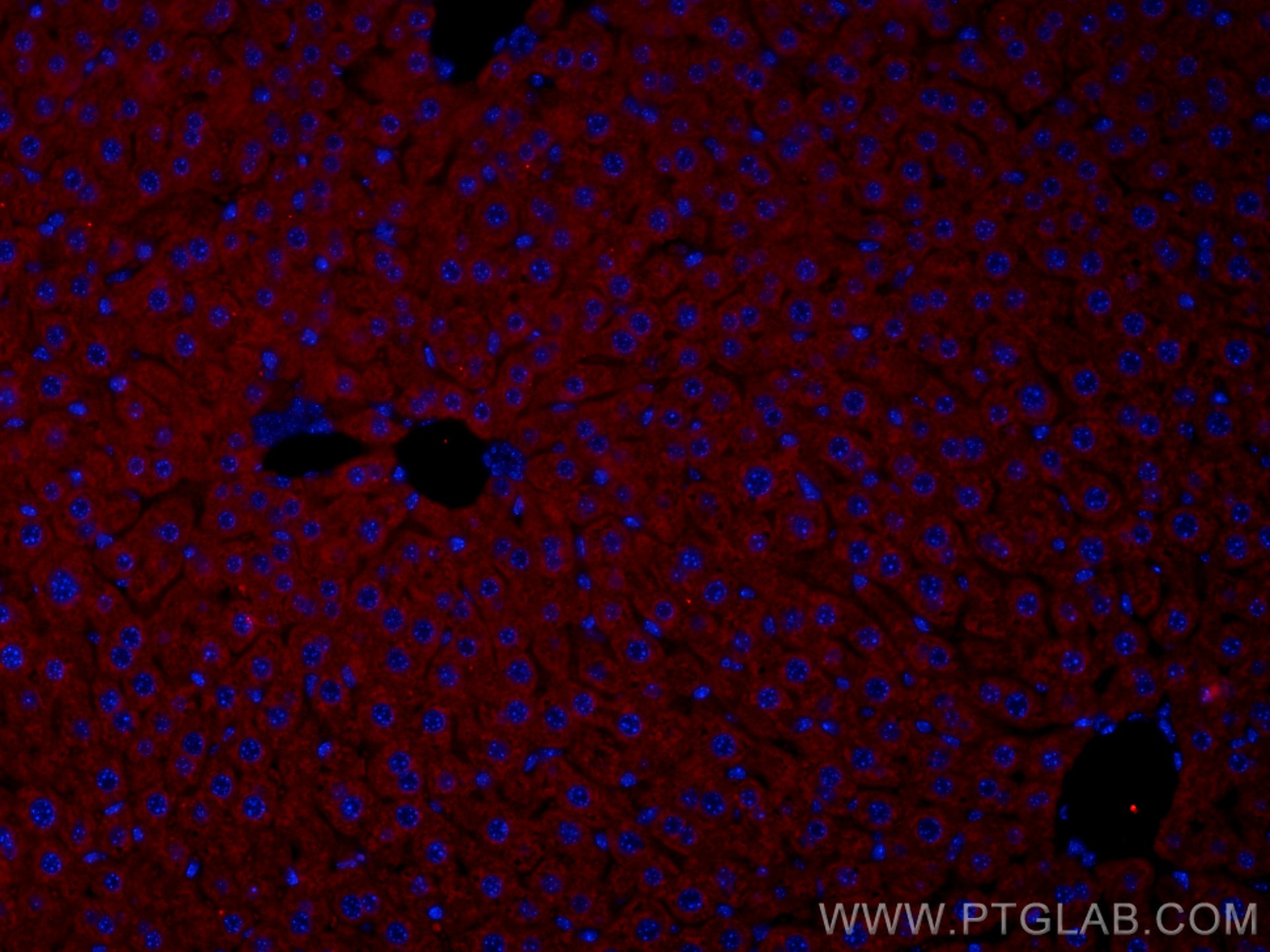 IF Staining of mouse liver using CL594-14427