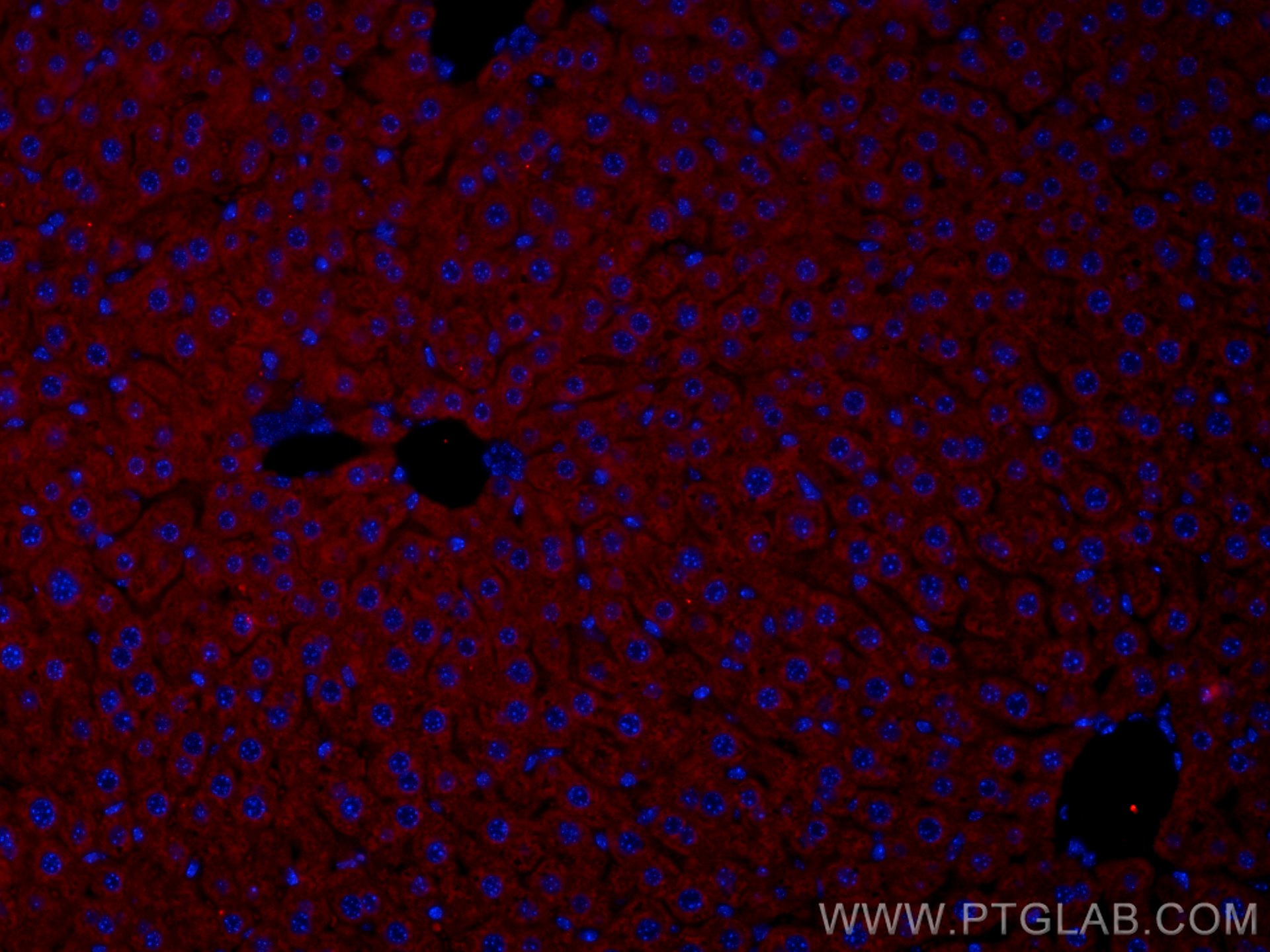 IF Staining of mouse liver using CL594-14427